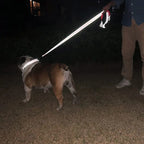 Night-Safe Reflective Dog Walking Leash