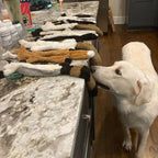 WildSqueak - Stuffing-Free Plush Toy with Dual Squeakers (Very Funny!)