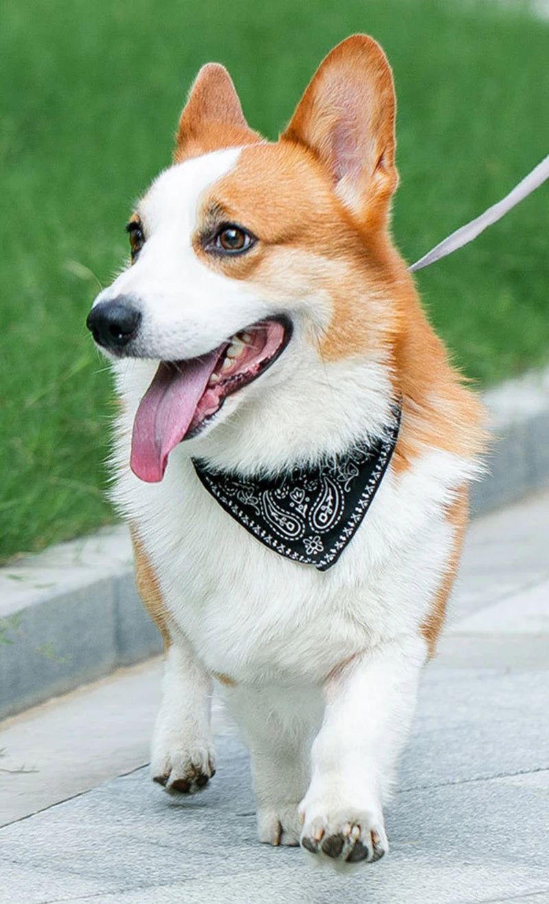 Dog Collar StyleBand - Adjustable Collar with Bandana