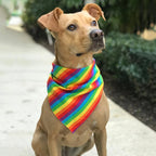 PrideBand – Rainbow Dog Bandana
