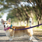 WolfOne™ Long-Range Dual-Color Training Leash