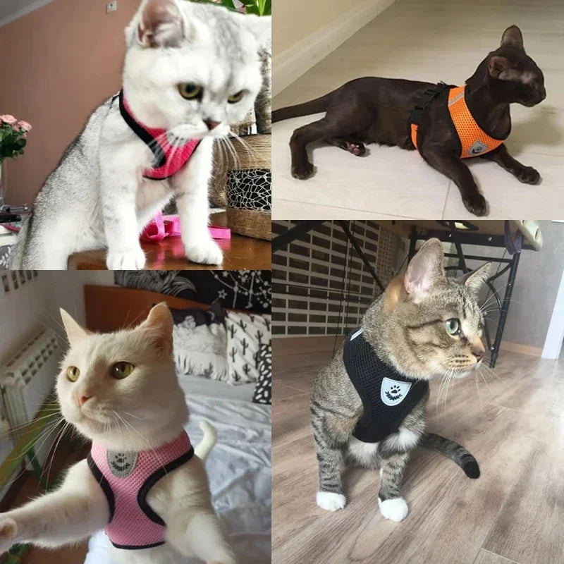 Cat & Small Pet Harness with Leash