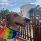 PrideBand – Rainbow Dog Bandana
