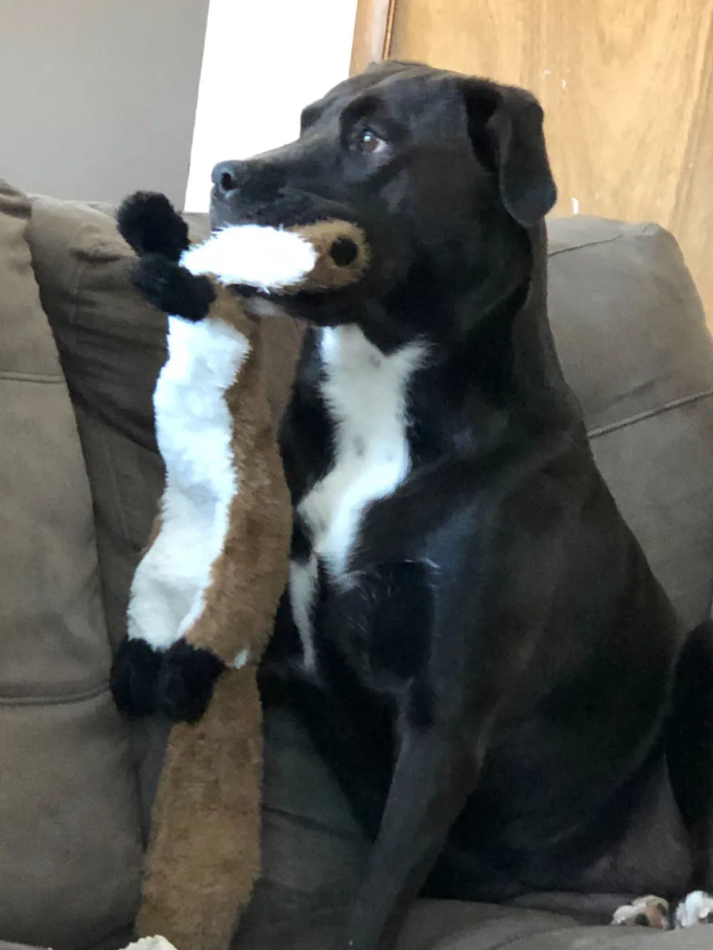 WildSqueak - Stuffing-Free Plush Toy with Dual Squeakers (Very Funny!)