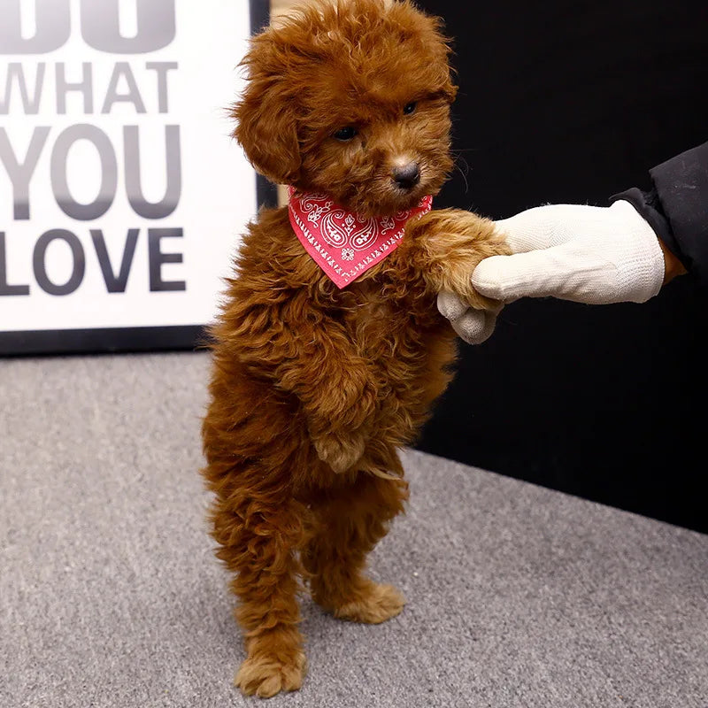 Dog Collar StyleBand - Adjustable Collar with Bandana